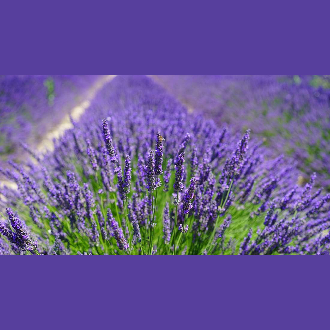 10Pcs Natural Lavender Sachets - đánh giá và giá Home Fragrance Sachet
